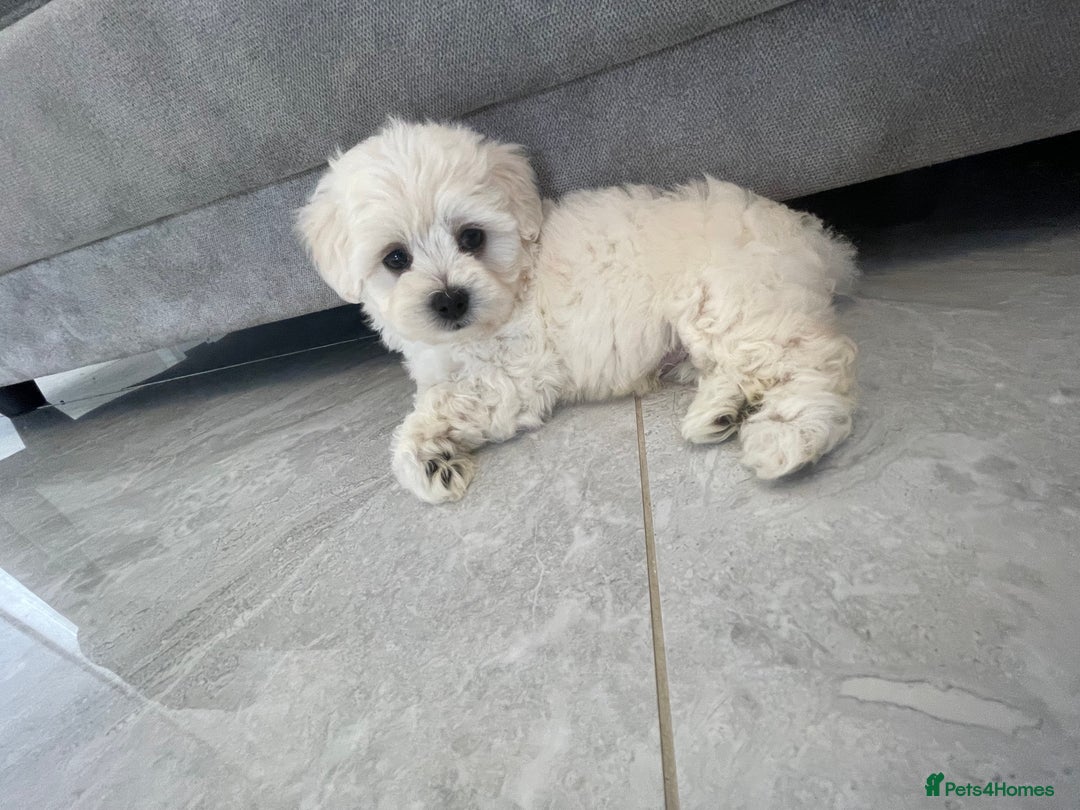 Maltipoo dogs for sale: 🐾 maltipoo puppy’s 🐾 - Image 18