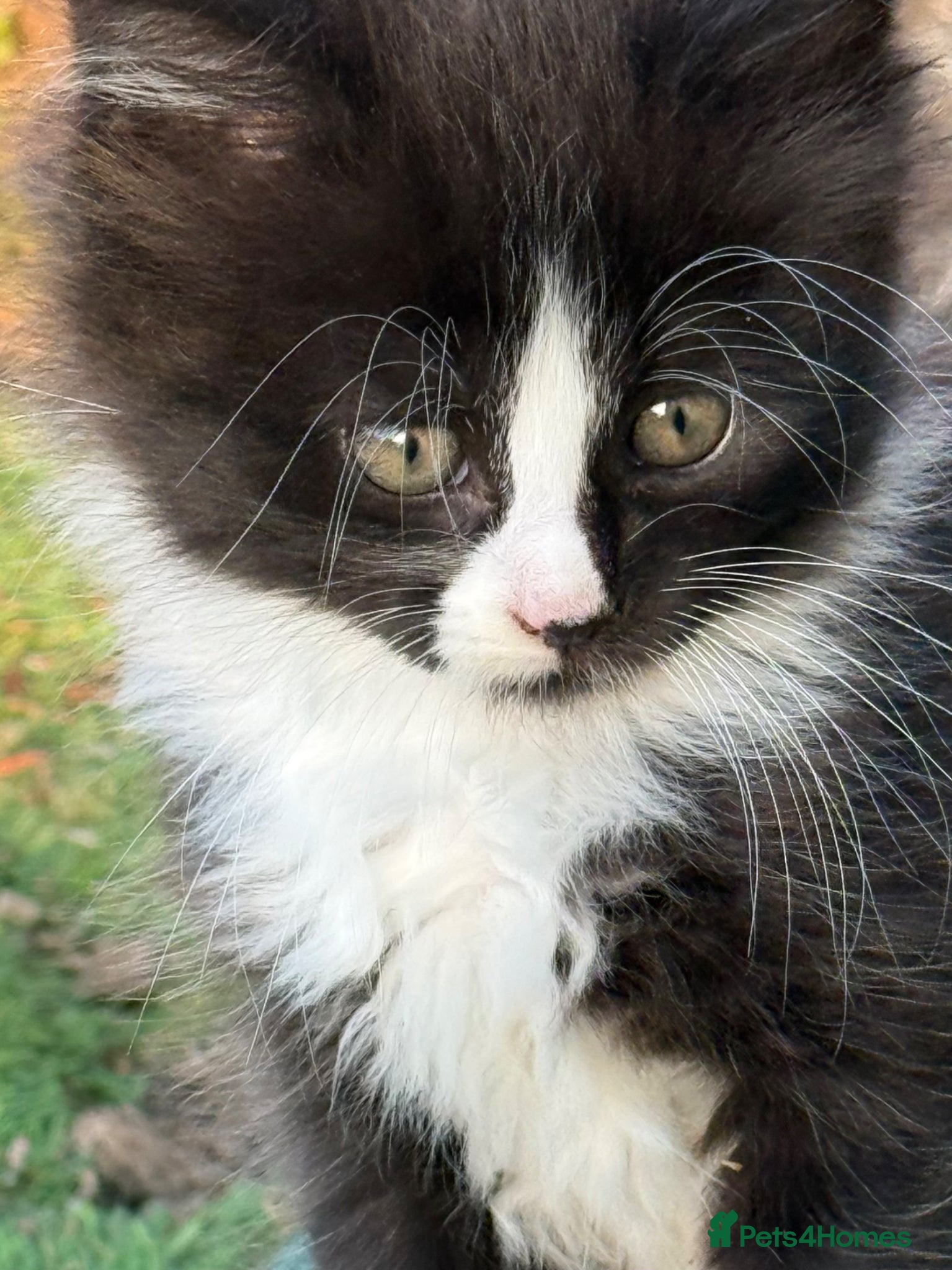 Mixed Breed cats Gorgeous Long Haired Tuxedo and Black Kittens - Advert 2