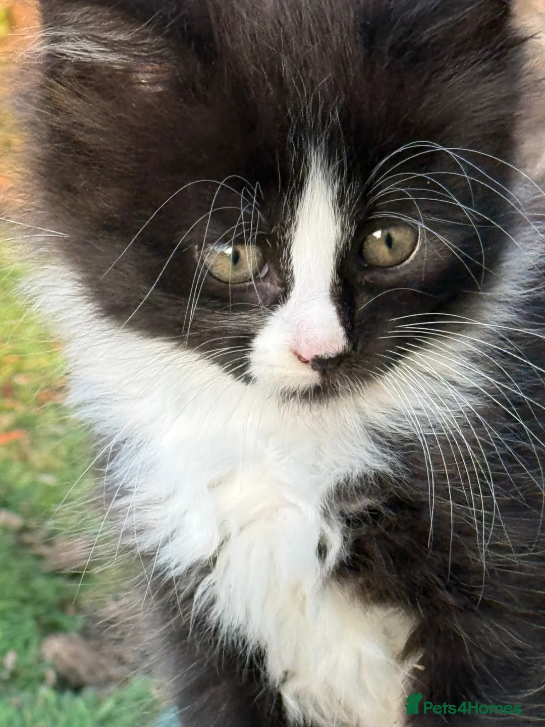 Mixed Breed cats for sale: Gorgeous Long Haired Tuxedo and Black Kittens - Advert 1