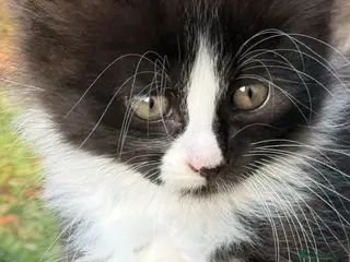 Mixed Breed cats Gorgeous Long Haired Tuxedo and Black Kittens - Advert 4