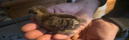 Chickens poultry for sale: Silkie x pekin bantam  - Advert 5