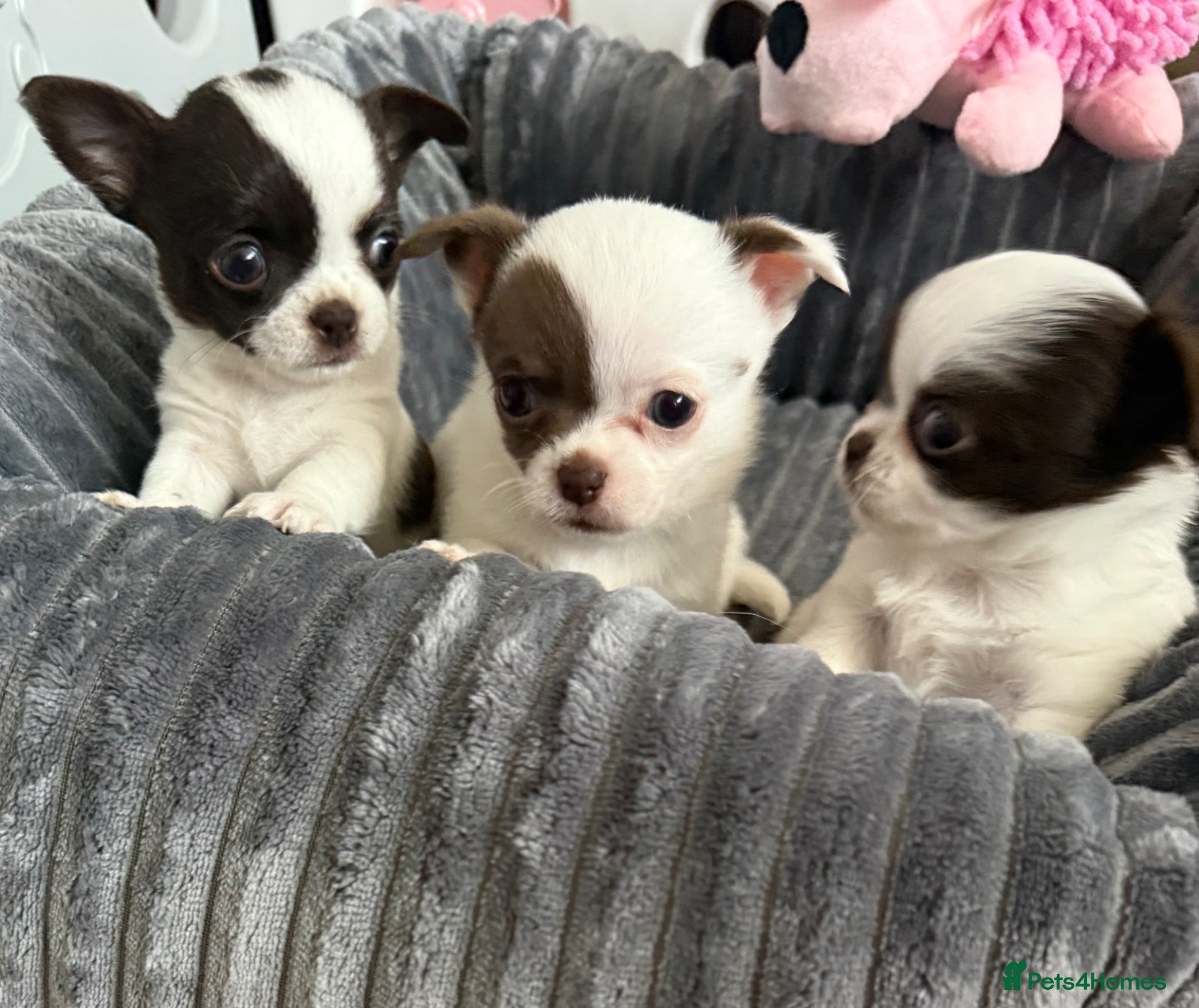 Chihuahua dogs for sale:  ❤️‍🔥KC Reg Party Colour Chihuahua Puppies❤️‍🔥  - Advert 1