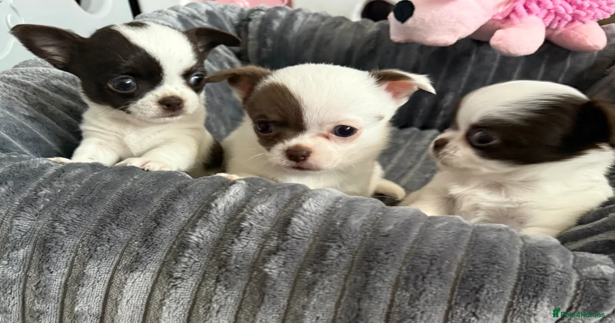 Chihuahua Puppies for sale in Colchester, Essex | Pets4Homes