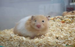 Hamster rodents for sale: Longhaired Rex/Straight Syrian Hamster Babies - Image 3