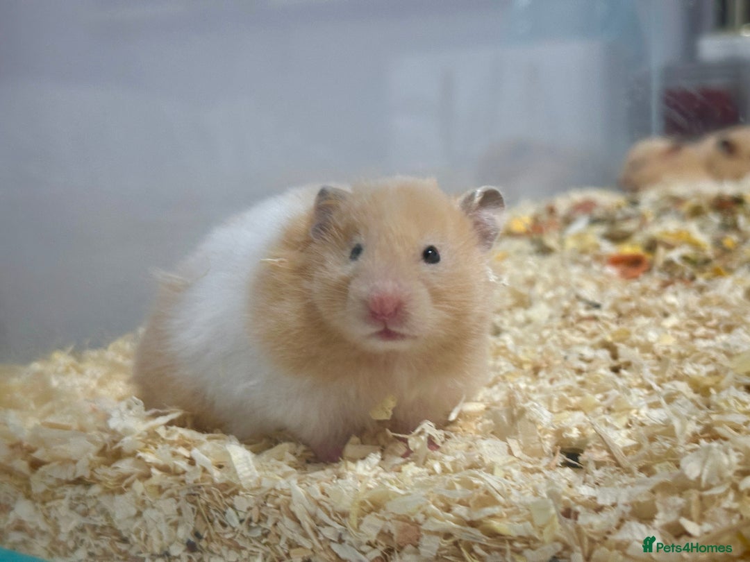 Hamster rodents for sale: Longhaired Rex/Straight Syrian Hamster Babies - Image 3