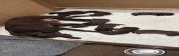 Labrador Retriever dogs for sale: Chocolate Labrador Puppies For Sale - Advert 3