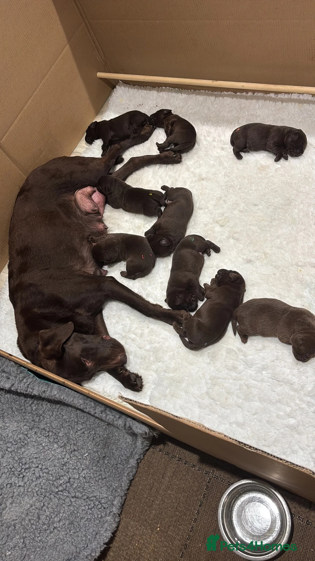 Labrador Retriever dogs for sale: Chocolate Labrador Puppies For Sale - Advert 3