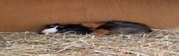 Guinea Pig rodents for sale: 3 boy guinea pigs for sale & hutch etc  - Advert 2
