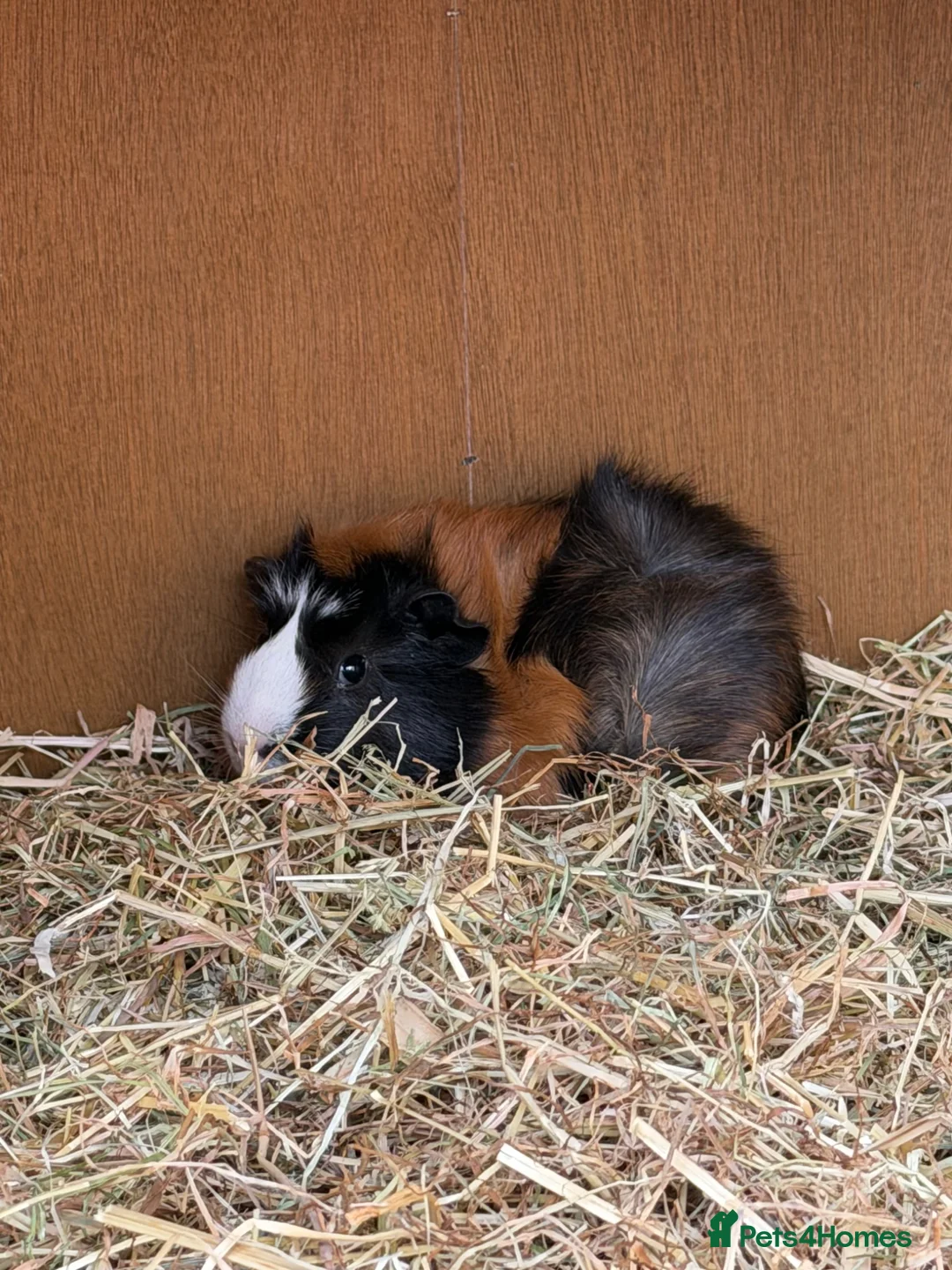 Guinea Pig rodents for sale: 3 boy guinea pigs for sale & hutch etc  - Advert 2