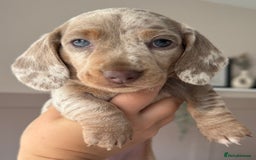 Miniature Dachshund dogs for sale: 2 beautiful mini daxi pups - Image 6