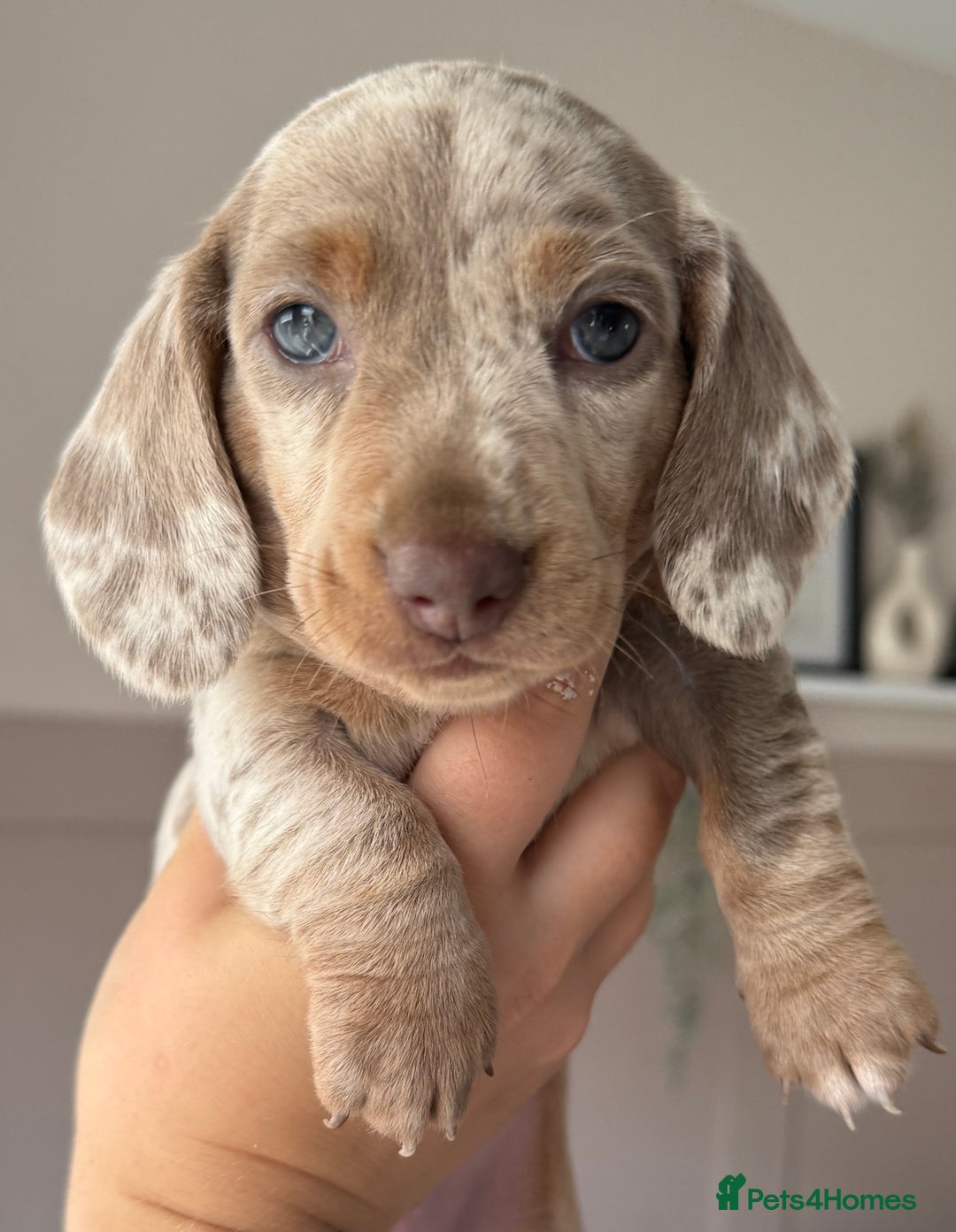 Miniature Dachshund dogs for sale: 2 beautiful mini daxi pups - Image 6