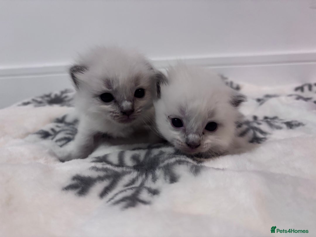 Ragdoll cats for sale: Gorgeous Ragdoll kittens 2 left ! - Advert 8