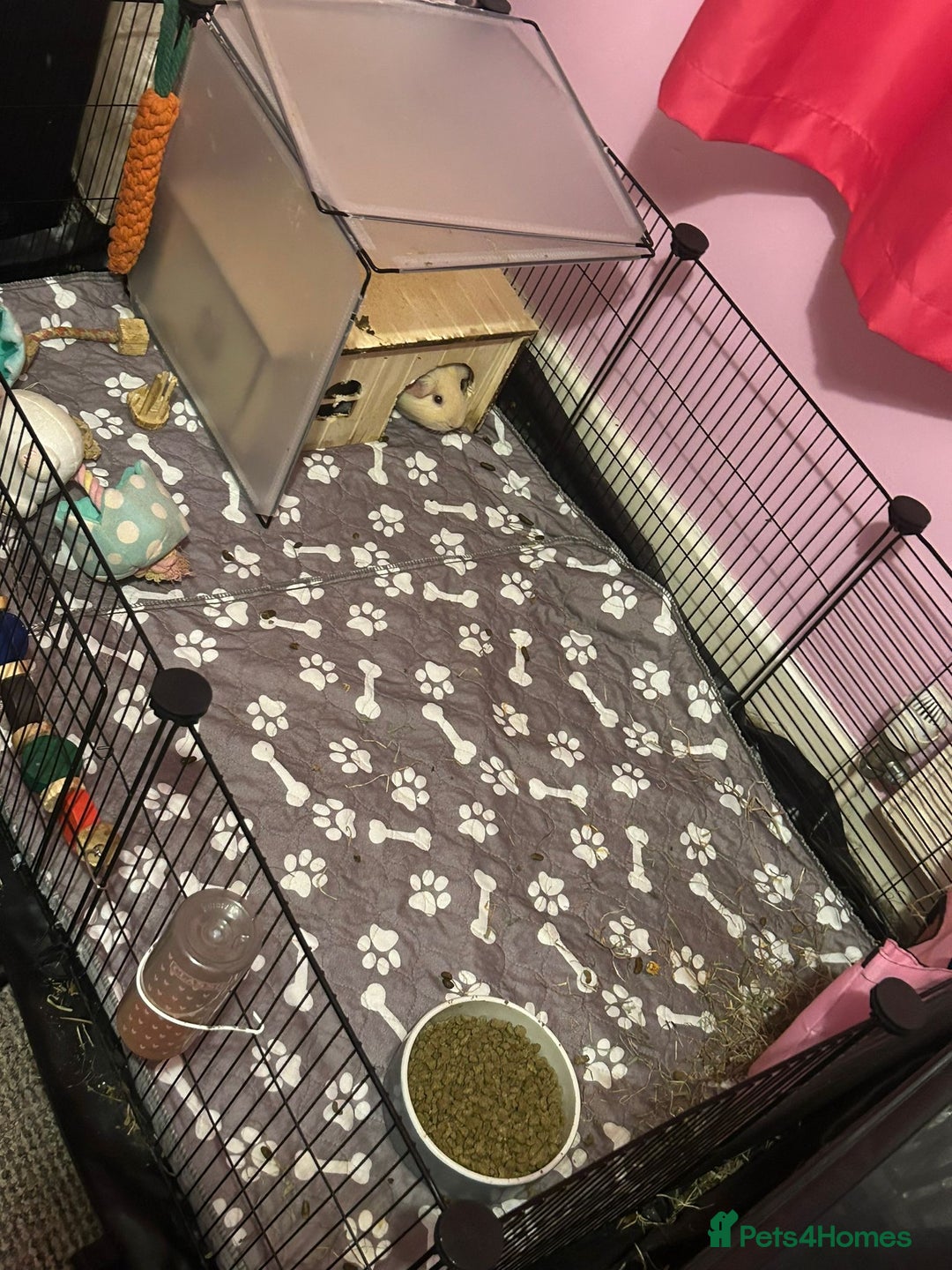 Guinea Pig rodents for sale: 2 female guinea pigs - Image 6