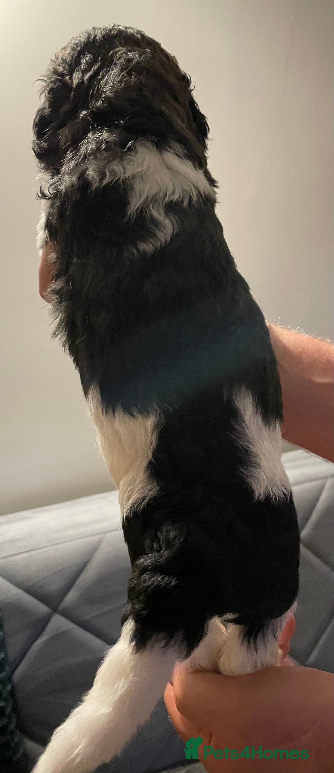 Mixed Breed dogs for sale: St Berdoodle ( St Bernard x Standard poodle) - Image 22