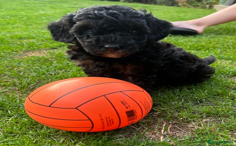 Toy Poodle dogs - Advert 13