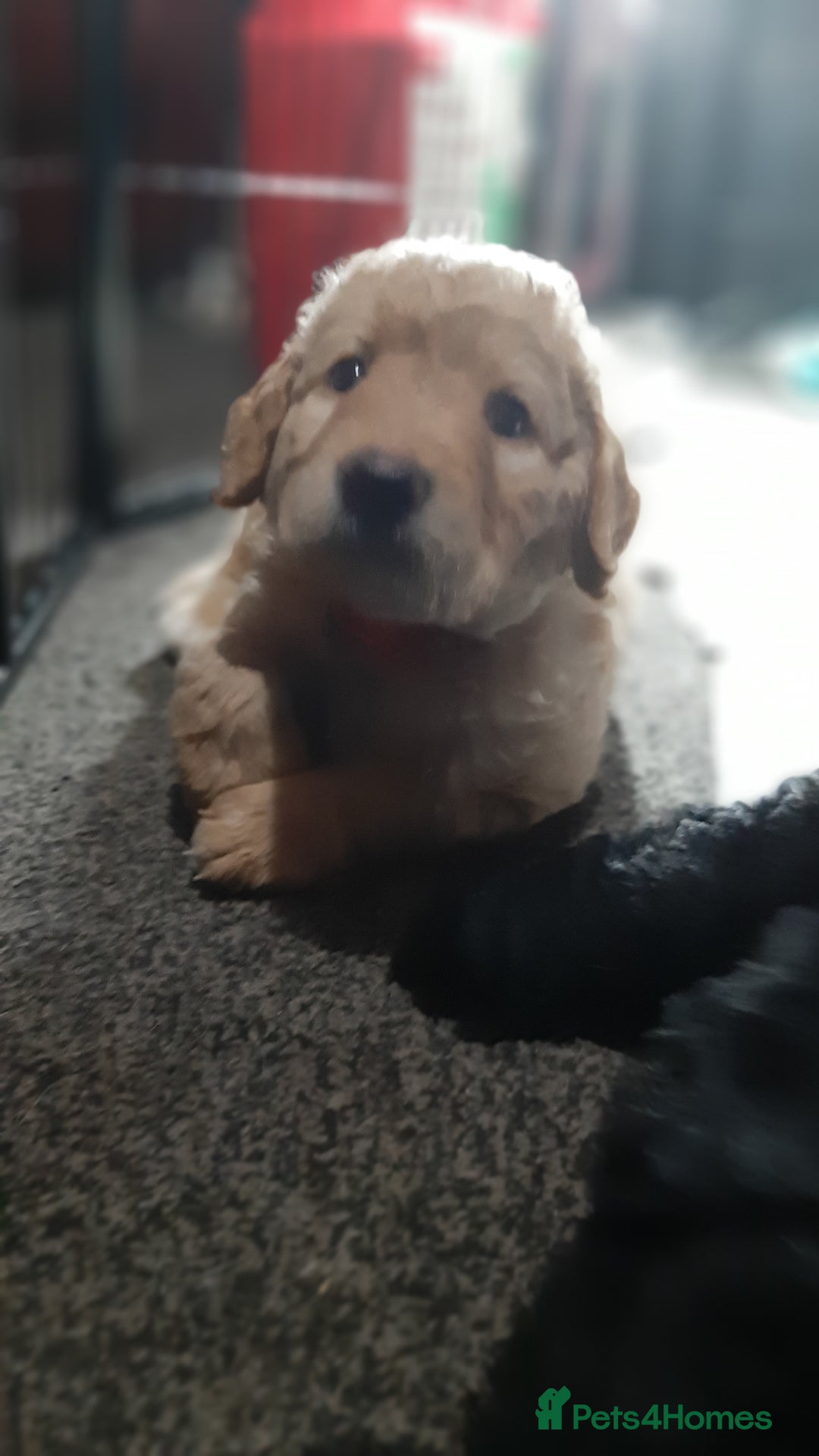 Labradoodle dogs for sale: Labradoodle double doodle pups ready 9th November  - Image 2