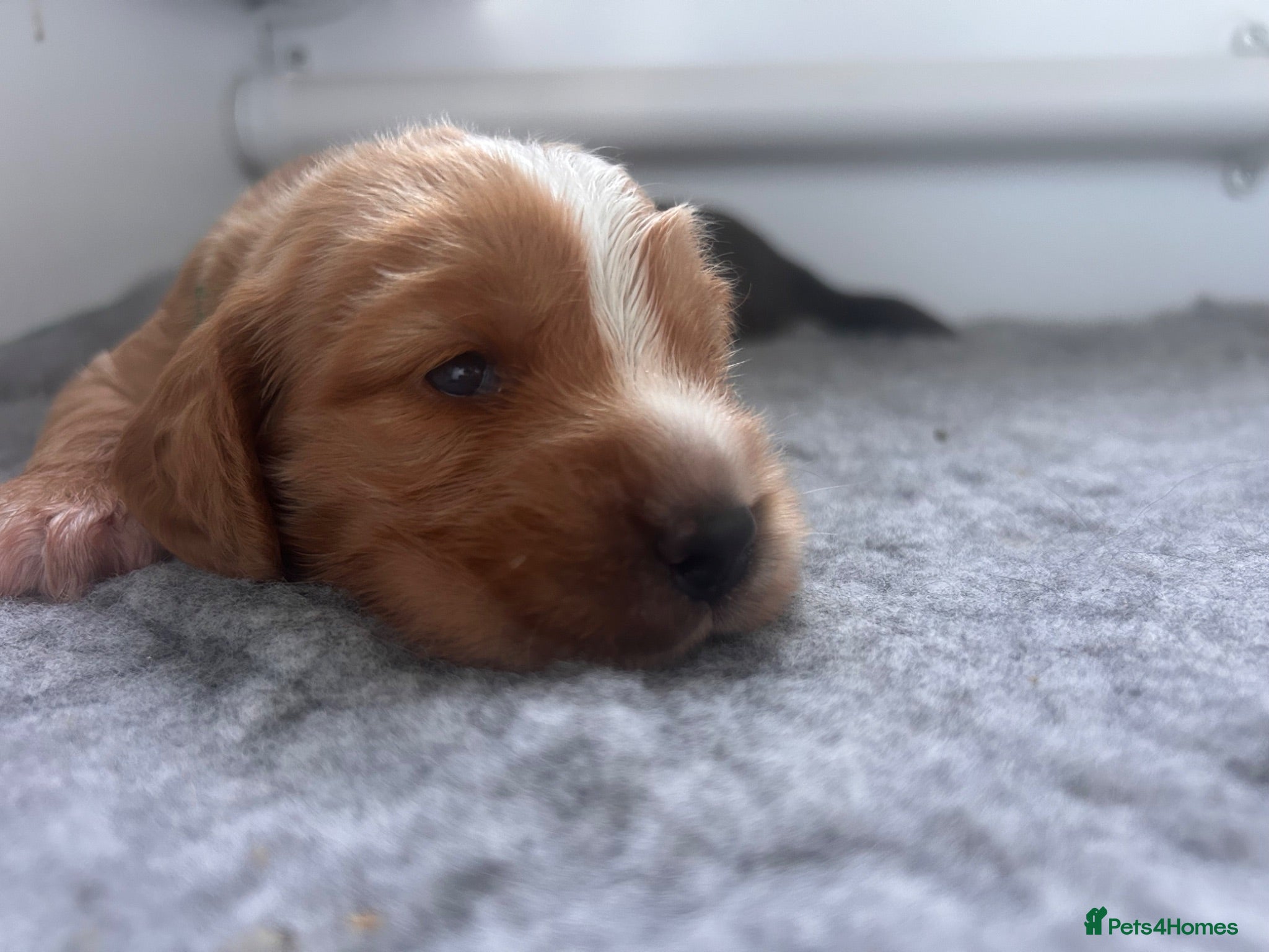 Cocker Spaniel dogs 2 Beautiful cocker spaniel puppies - Advert 18