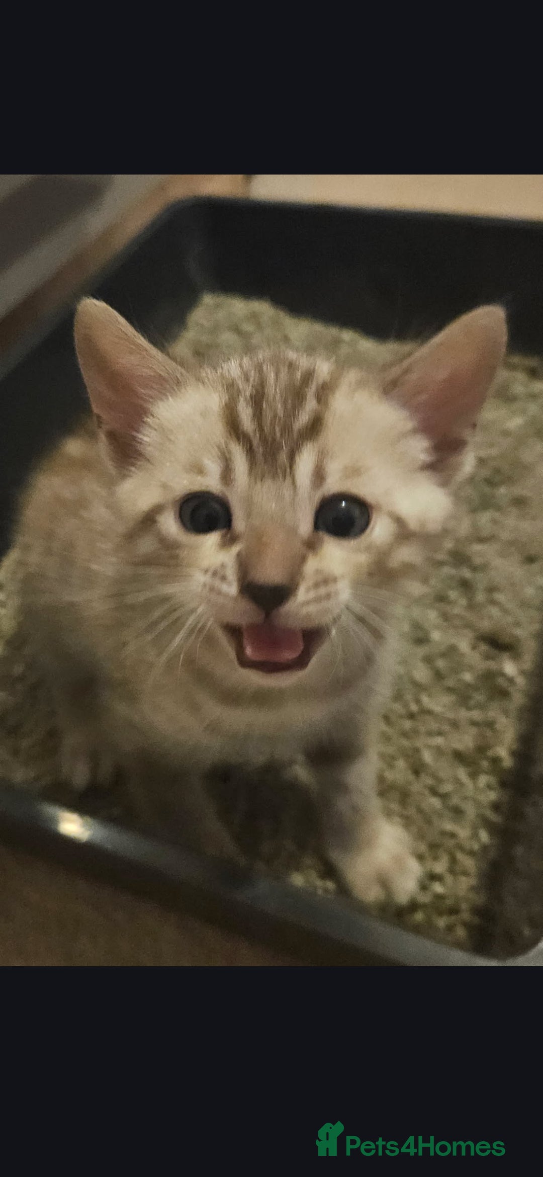 Bengal cats for sale: Bengal kittens - Advert 3