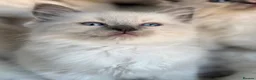 Ragdoll cats for sale: 🎖️GCCF🏆RAGDOLLS 11WKS **EXTENSIVE GENETIC TEST** - Advert 19