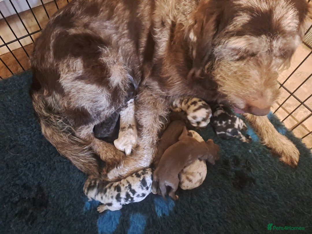 Labradoodle dogs for sale: Gorgeous Mini Labradoodle Puppies - Advert 2