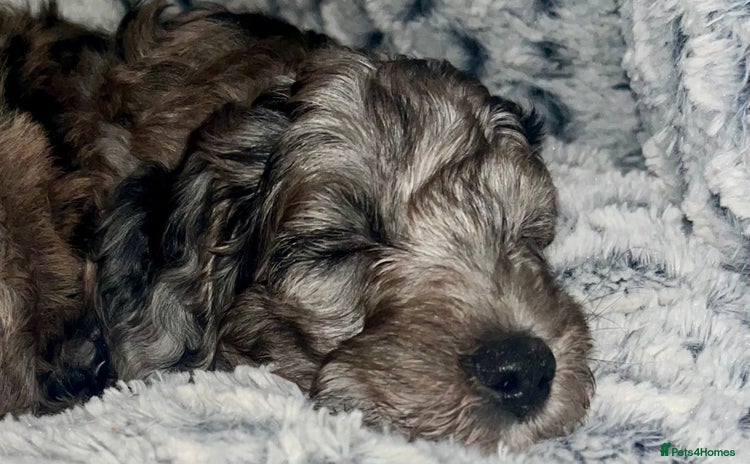 Cockapoo dogs 🐾🩷LAST BLUE MERLE GIRL COCKAPOO REMAINING 🩷🐾  - Advert 2