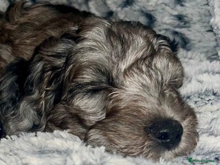 Cockapoo dogs 🐾🩷LAST BLUE MERLE GIRL COCKAPOO REMAINING 🩷🐾 - Advert 15