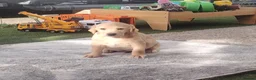 Labrador Retriever dogs for sale: Labrador puppies for sale - Advert 10