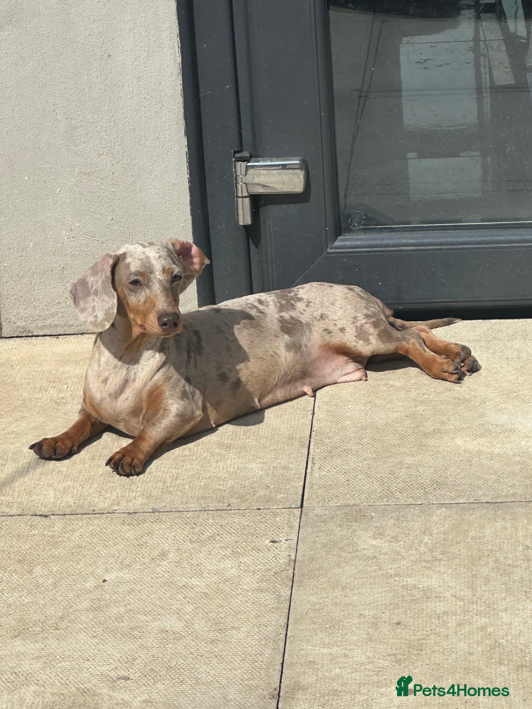 Miniature Dachshund dogs for sale: Isabella tan dapple Minnie dachshund female  - Advert 2