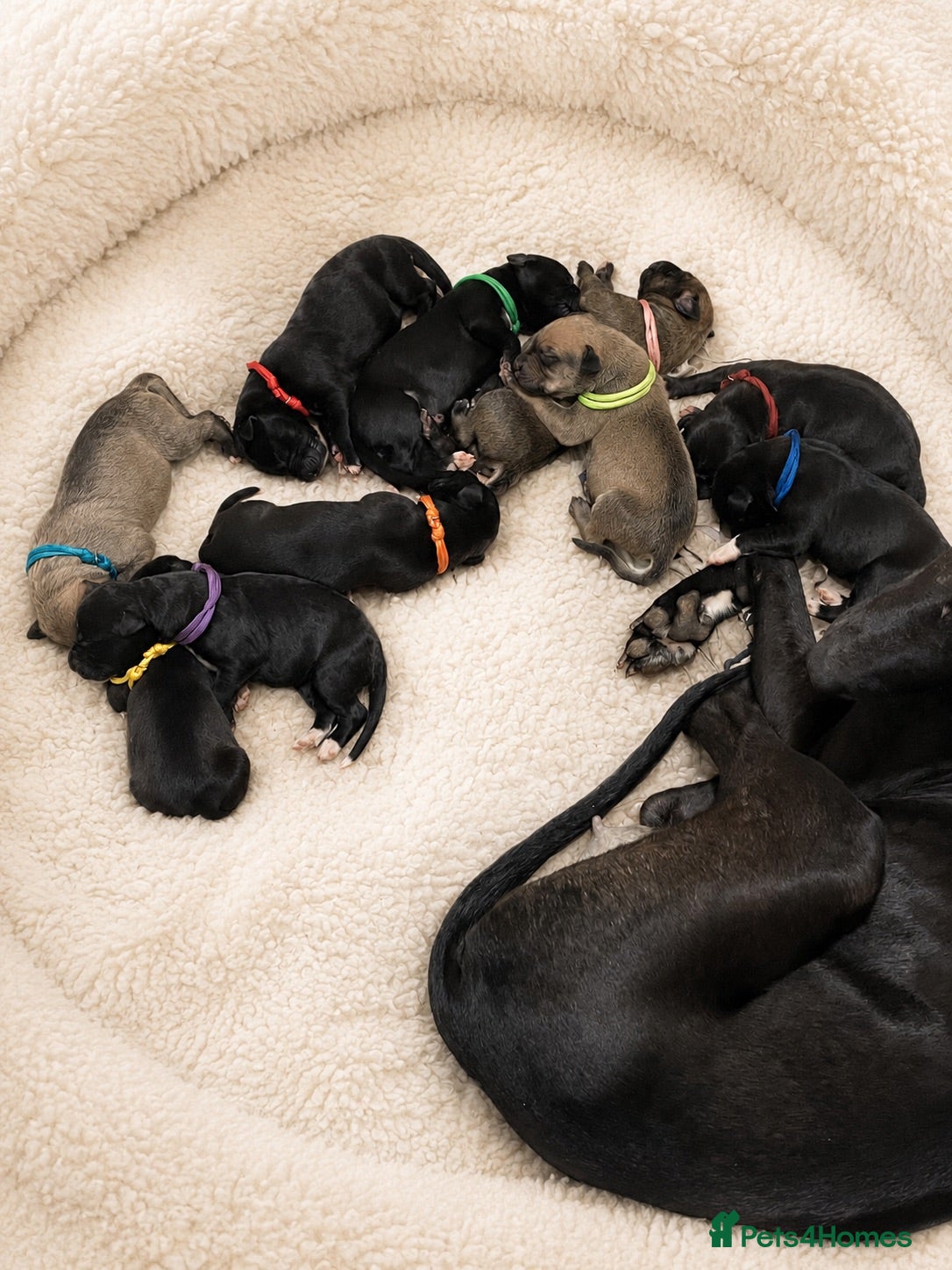 Lurcher dogs Beautiful Lurcher Puppies for Sale - Advert 9