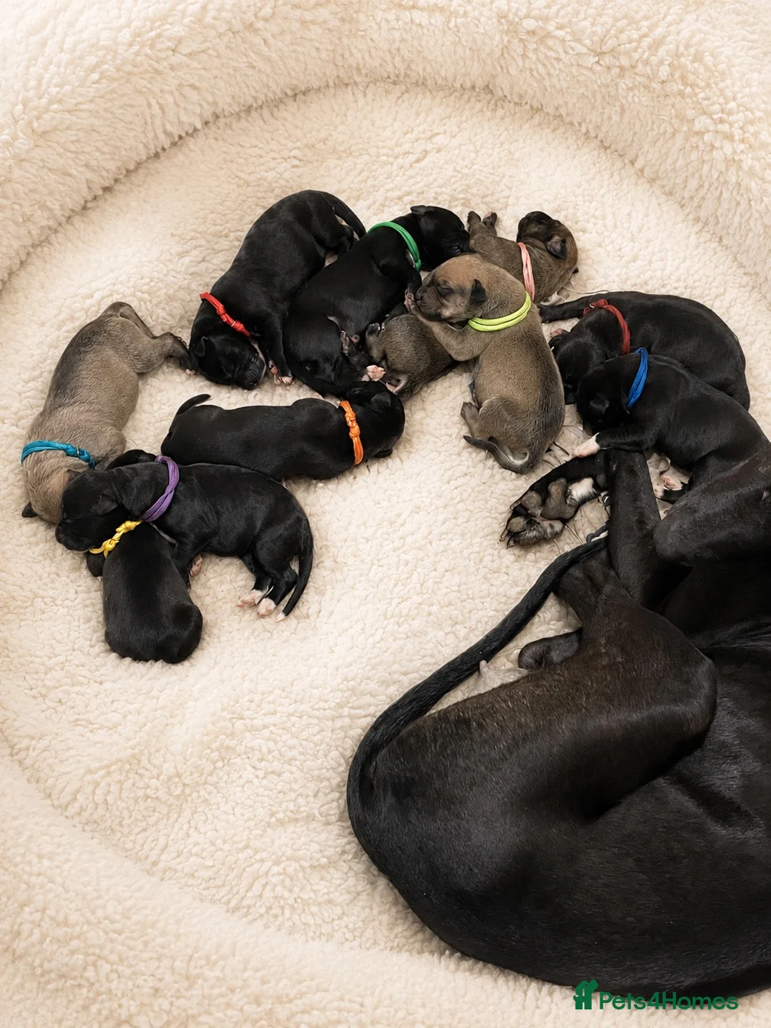Lurcher dogs for sale: Beautiful Lurcher Puppies for Sale - Advert 1