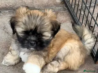 Lhasa Apso dogs Four Beautiful RKC Reg GPRA Clear - Advert 1