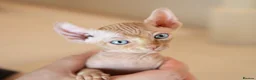 Sphynx cats for sale: Rare tabby champion Sphynx kittens  - Advert 11