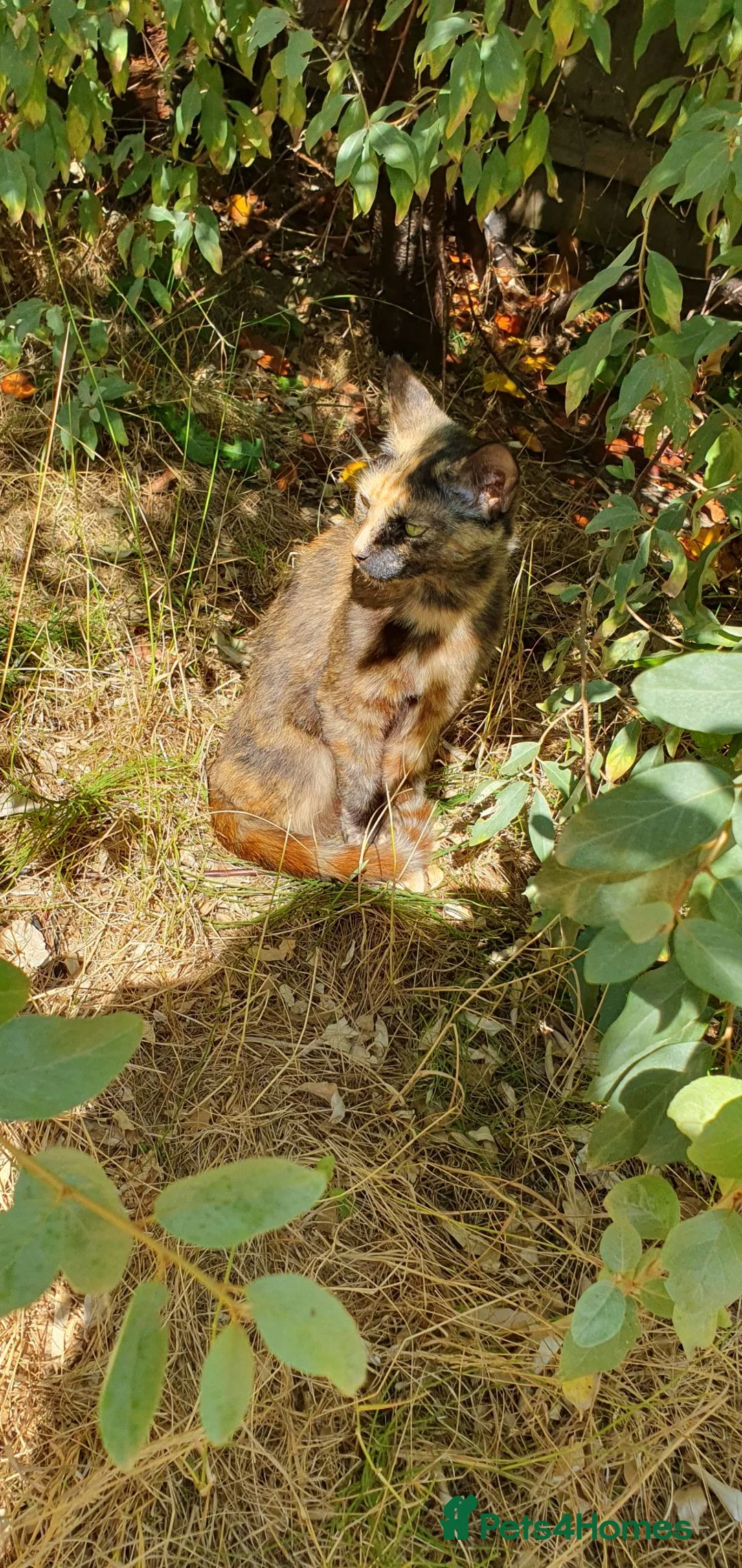 Mixed Breed cats for sale: Beautiful Kittens  - Advert 10