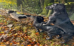 Sprocker dogs for sale: My sweet peas SPECIAL indeed x - Image 17