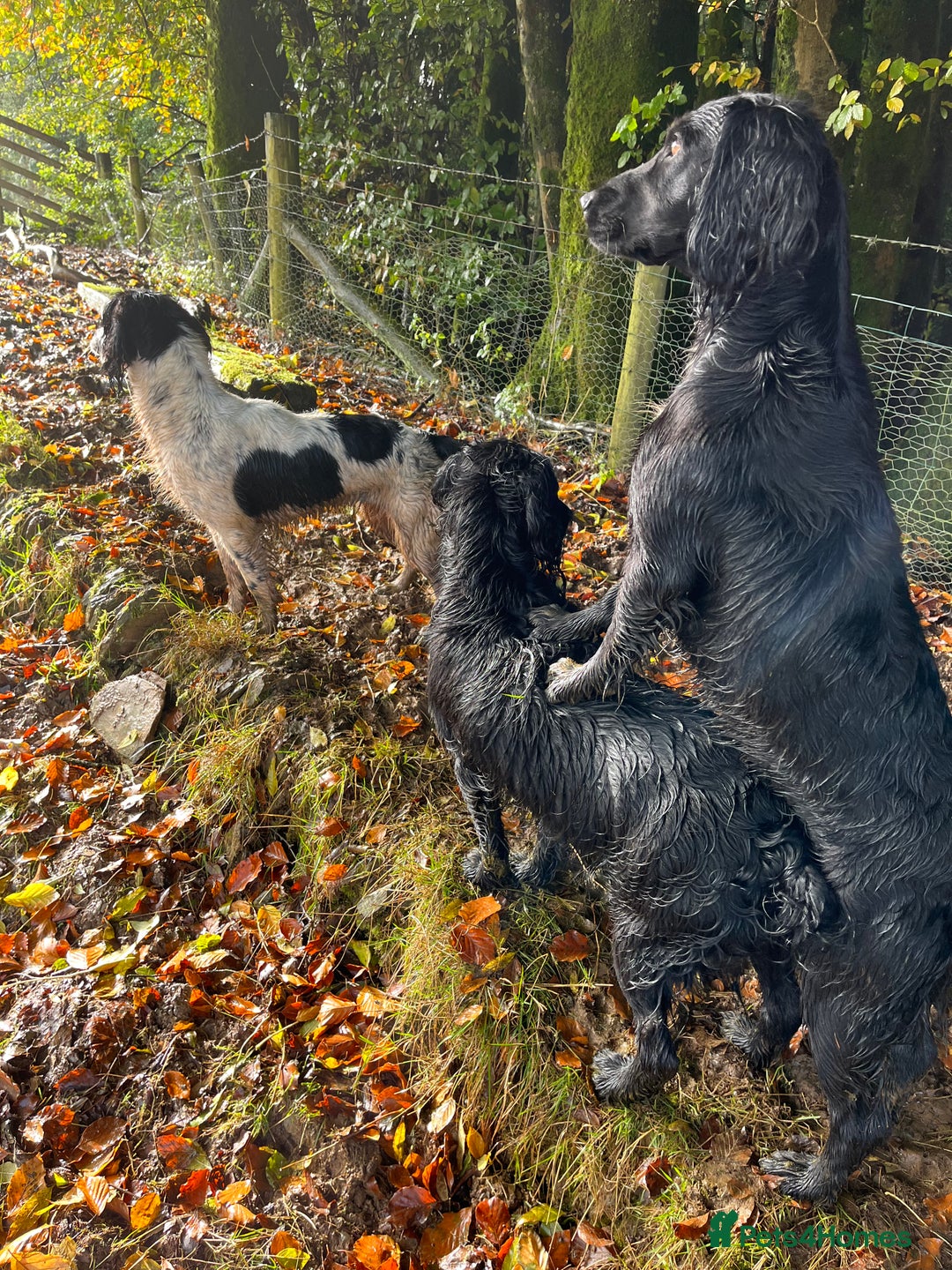 Sprocker dogs for sale: My sweet peas SPECIAL indeed x - Image 17