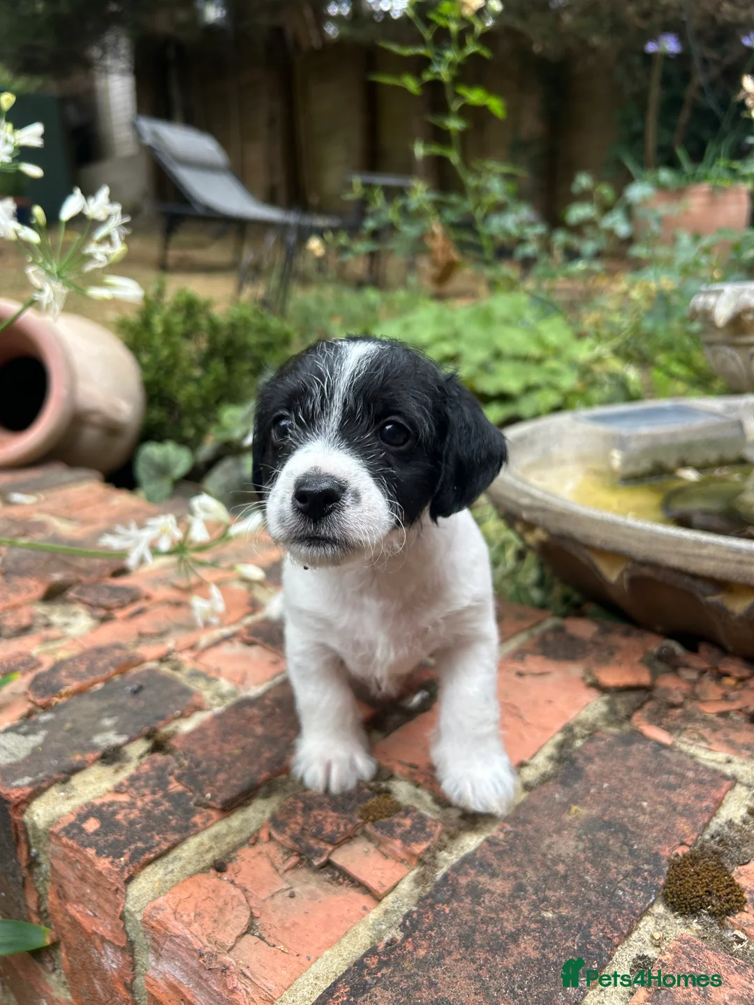 Jack Russell dogs for sale: Miniature Jack Russell Puppies  in Windlesham - Advert 2