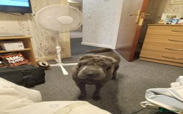 Shar Pei dogs for sale: Blue shar pei needing new home  - Image 7