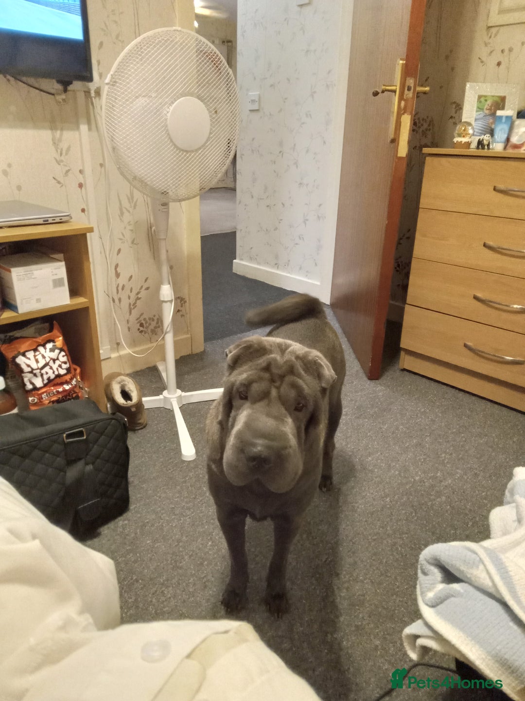 Shar Pei dogs for sale: Blue shar pei needing new home  - Image 7