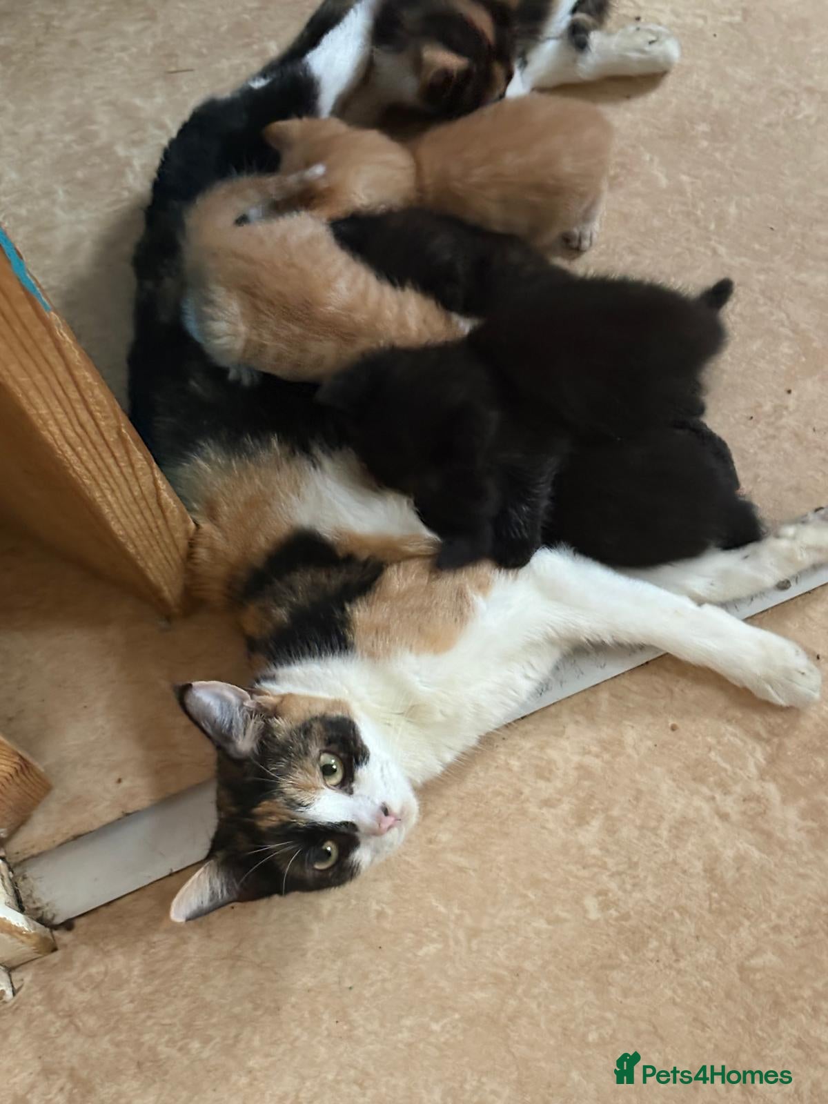 Mixed Breed cats Lovely kittens looking for lovely homes  - Advert 2
