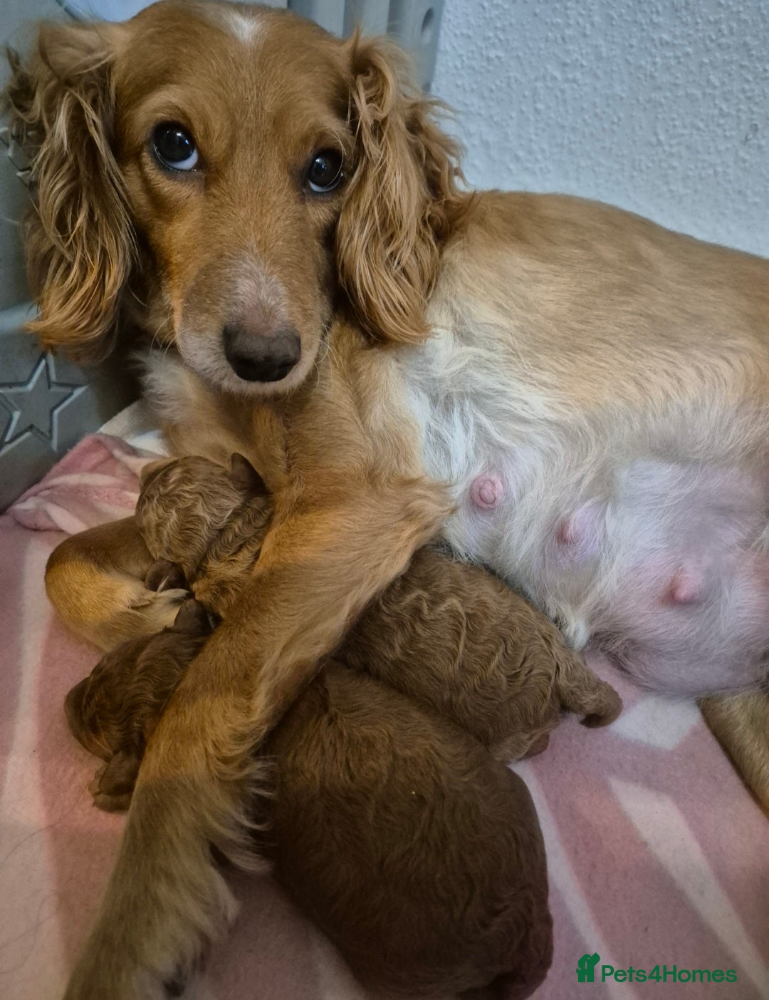 Cavapoo dogs Beautiful F1B Cavapoo Puppies - Advert 5