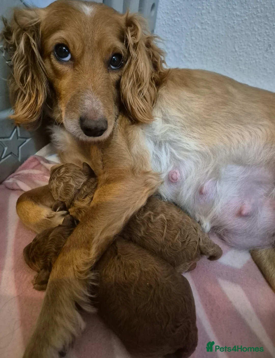 Cavapoo dogs for sale: Beautiful F1B Cavapoo Puppies - Advert 1