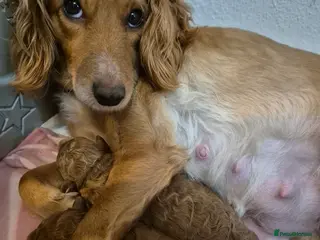 Cavapoo dogs Beautiful F1B Cavapoo Puppies - Advert 5