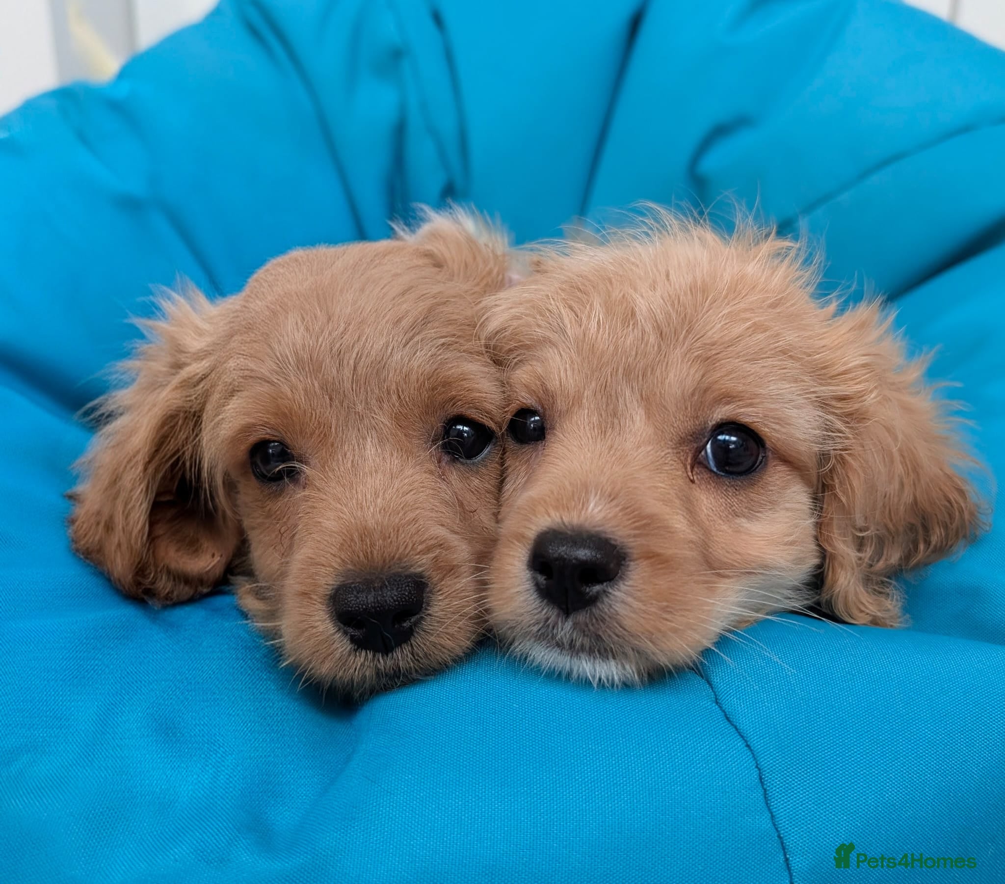 Cavapoo dogs READY TO LEAVE 🐕 CAVAPOO F1 Manchester  - Advert 6