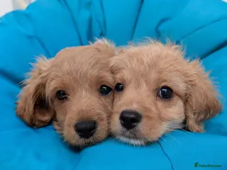 Cavapoo dogs READY TO LEAVE 🐕 CAVAPOO F1 Manchester - Advert 6