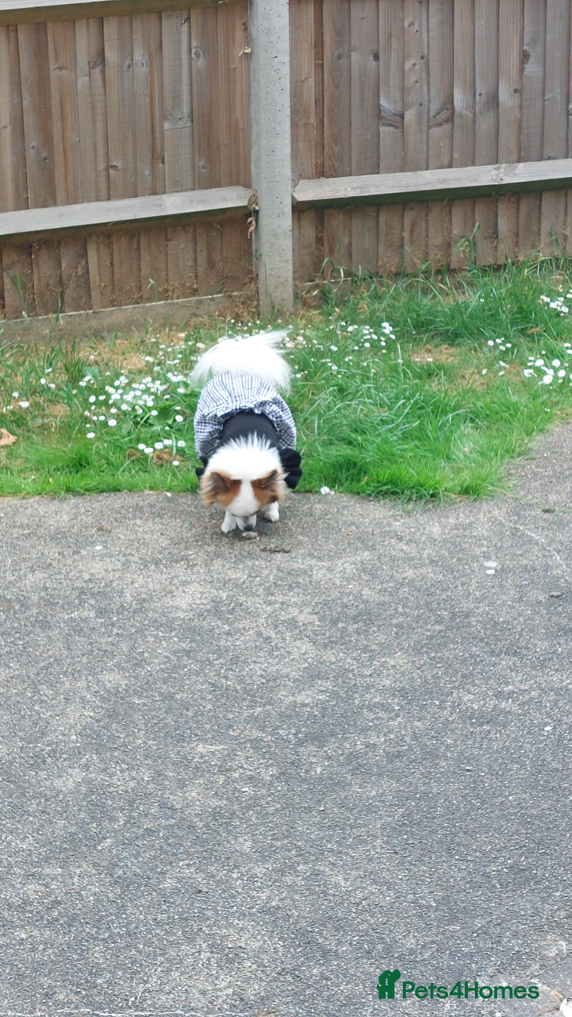Mixed Breed dogs for sale: Dog for sale  in Gillingham - Advert 12