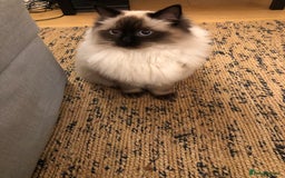 Ragdoll cats for sale: Two adorable ragdolls ready for new home  - Image 11