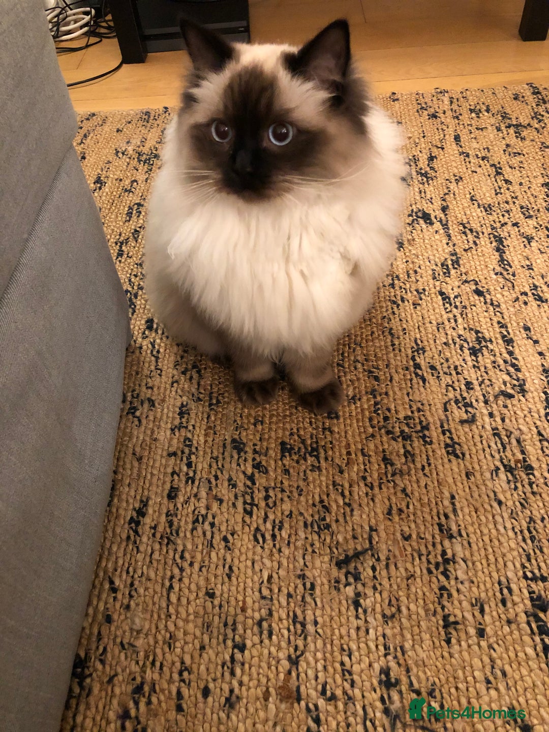 Ragdoll cats for sale: Two adorable ragdolls ready for new home  - Image 11