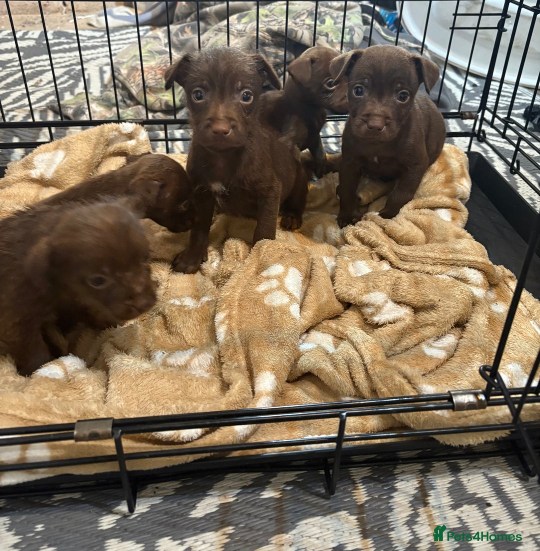 Patterdale Terrier dogs for sale: Patterdale Terrier pups  - Advert 13