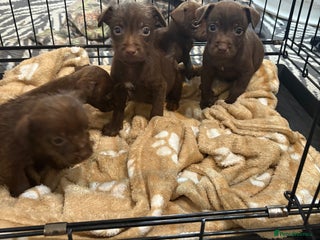 Patterdale Terrier dogs Patterdale Terrier pups - Advert 2