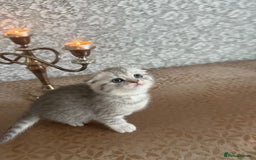 Scottish Fold cats for sale: Adorable Scottish fold silver kittens  - Image 6